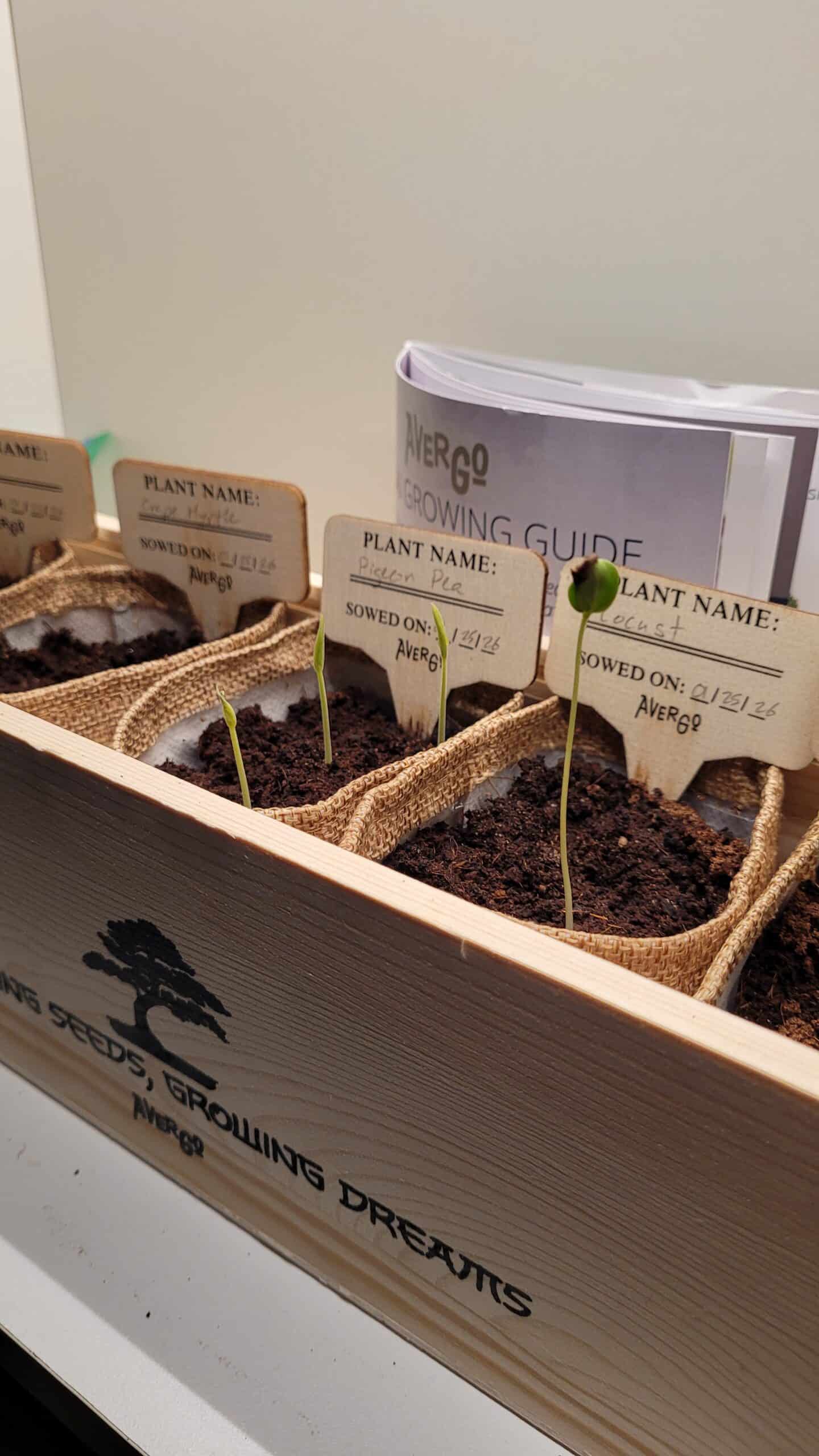 A closeup of a wooden box containing burlap planters. We can only fully see 2 of the planters. The one on the left has 3 sprouts and a sign that says "plant name: Pigeon Pea". The one on the right has one sprout that is much taller than the others. Its sign says "plant name: Locust". Both signs say "sowed on: 01/25/26". There is a small booklet behind the box that says "growing guide"